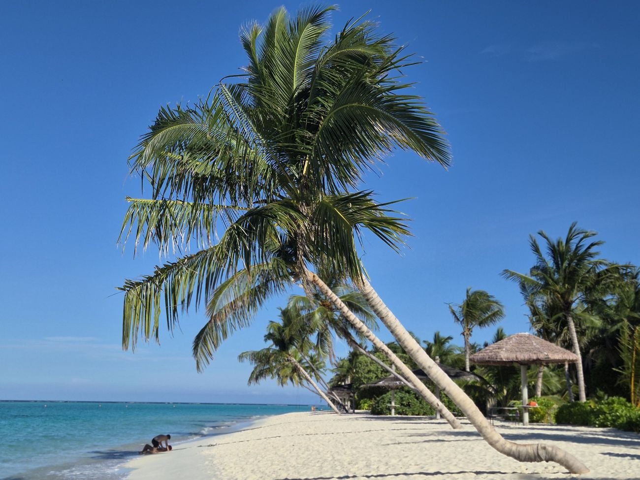 Palms leaning over the beach on Thoddoo