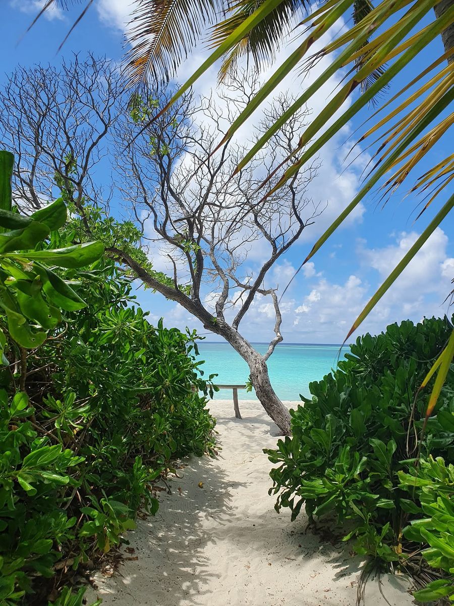 Path through the bushes down to the water